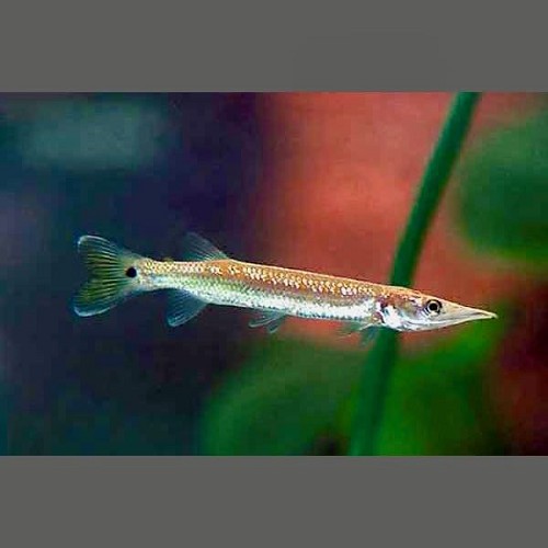 Ctenolucius hujeta beani S/M ( 6-8 cm)